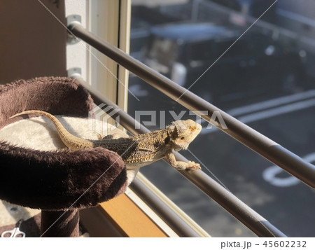 フトアゴヒゲトカゲ 45602232