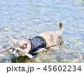 水の中に入る猫 45602234