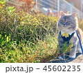 猫 散歩 45602235