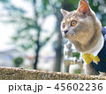 猫 外 45602236