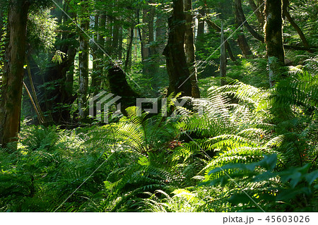 初夏の原生林　森の朝 45603026