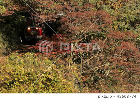 紅葉のわたらせ渓谷鉄道 紅葉のわたらせ渓谷鉄道 45603774