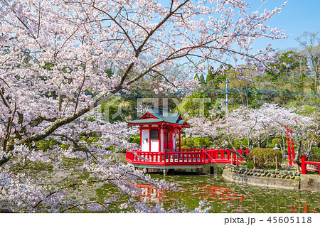 茂原公園 満開の桜 （千葉県茂原市） 2018年春 45605118