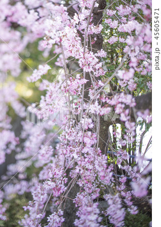 《東京都》満開の枝垂れ桜 《東京都》満開の枝垂れ桜 45605471