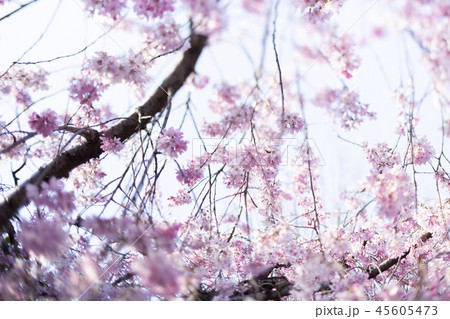 《東京都》満開の枝垂れ桜 《東京都》満開の枝垂れ桜 45605473