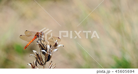 Male Common Darter Dragonfly resting. 45605694