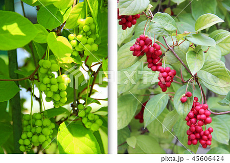 Process of ripening schisandra. schisandra 45606424