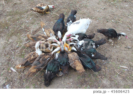 Ducks geese and muscovy ducks eat pumpkin Ducks geese and muscovy ducks eat pumpkin 45606425
