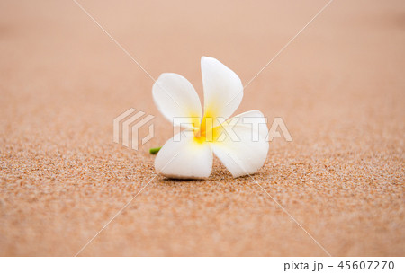 frangipani flower on the sand 45607270