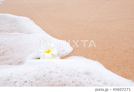 frangipani flower on the sand 45607271