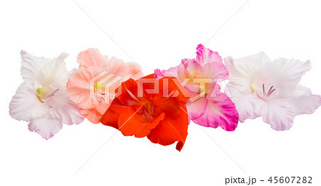 gladiolus flowers isolated 45607282