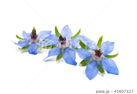 borageo isolated 45607327