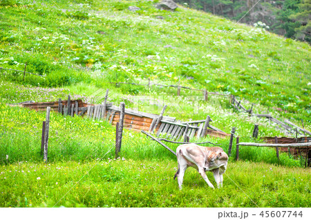 A young bull of brown color grazes on a green A young bull of brown color grazes on a green 45607744