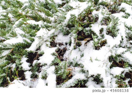 Green branches of ornamental plants under snow Green branches of ornamental plants under snow 45608138