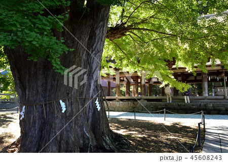 新宮熊野神社 長床　大イチョウ 45608243