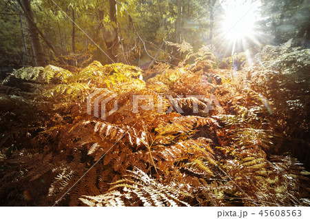 Autumn forest Autumn forest 45608563