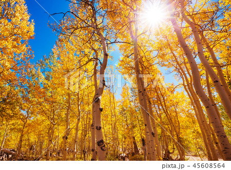 Autumn forest Autumn forest 45608564