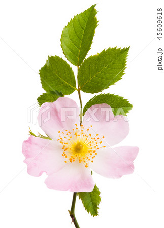 wild rose isolated wild rose isolated 45609618