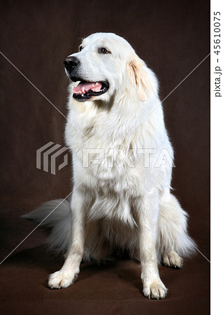 adult white cream golden retriever studio adult white cream golden retriever studio 45610075