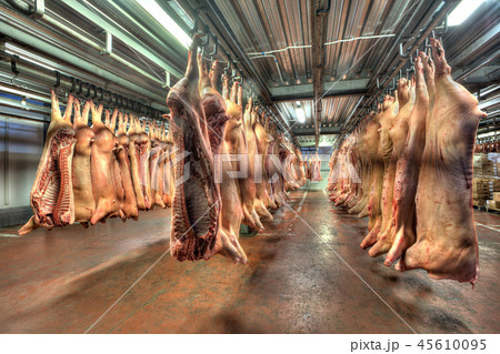 pork carcasses hanging on hooks in a cold store pork carcasses hanging on hooks in a cold store 45610095