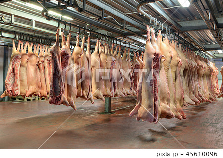 Frozen pork carcasses hanging in hook cold store Frozen pork carcasses hanging in hook cold store 45610096