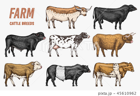 Farm cattle bulls and cows. natural milk and meat. Different breeds of domestic animals. Engraved 45610962