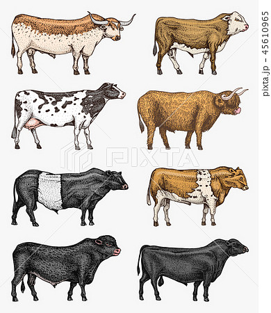 Farm cattle bulls and cows. Different breeds of... - Stock Illustration  [45610965] - PIXTA