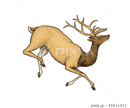 Soaring deer. Wild animal jumping. Horned mammal. Monochrome Vintage style. Engraved hand drawn 45611052