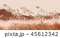 秋 葦 季節 45612342
