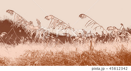 秋 葦 季節のイラスト素材