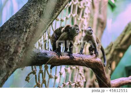 Gracile capuchin monkeys, genus Cebus, family on tree branch with small sleeping cub, mother 45612551