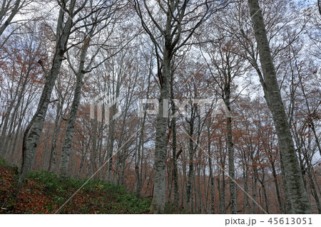 晩秋、葉を落としたブナの森ー癒しの森　福島県只見町 45613051