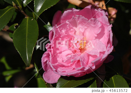 サザンカ（敷島） 45613572