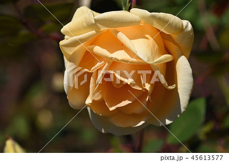 バラ（レディ・ヒリンドン） 45613577