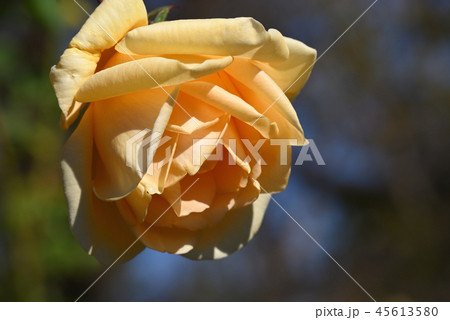 バラ（レディ・ヒリンドン） 45613580