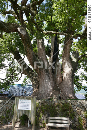 十五社の楠　和歌山 45613690