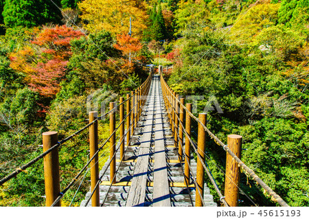 樅木吊橋の紅葉　【熊本県八代市五家荘】 45615193