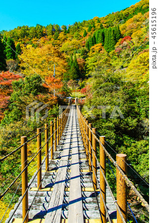 樅木吊橋の紅葉 【熊本県八代市五家荘】 樅木吊橋の紅葉 【熊本県八代市五家荘】 45615196