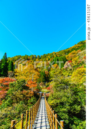 樅木吊橋の紅葉 【熊本県八代市五家荘】 樅木吊橋の紅葉 【熊本県八代市五家荘】 45615197