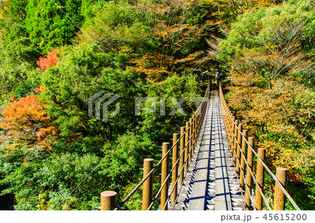 樅木吊橋の紅葉 【熊本県八代市五家荘】 樅木吊橋の紅葉 【熊本県八代市五家荘】 45615200