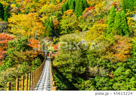 樅木吊橋の紅葉　【熊本県八代市五家荘】 45615224