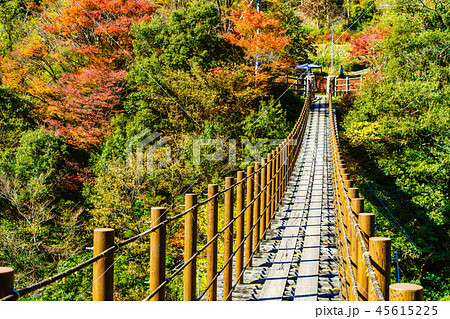 樅木吊橋の紅葉　【熊本県八代市五家荘】 45615225