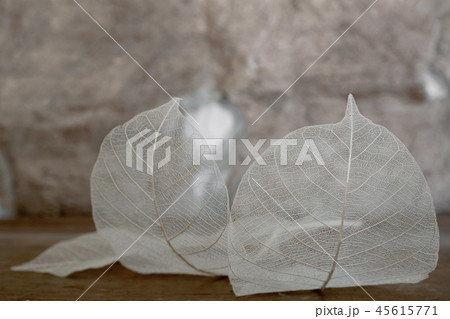 Close up of leaf skeleton in vintage tone Close up of leaf skeleton in vintage tone 45615771