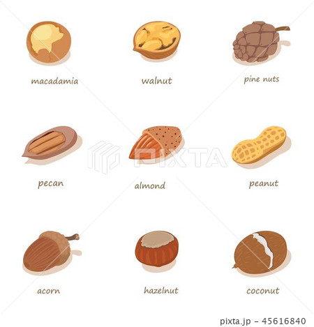 Nutwood icons set, isometric style Nutwood icons set, isometric style 45616840