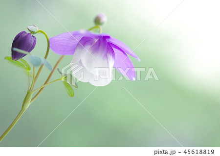 風鈴オダマキの花 45618819