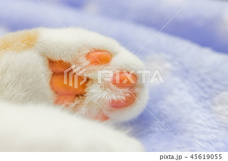 茶白ネコのかわいい肉球 茶白ネコのかわいい肉球 45619055