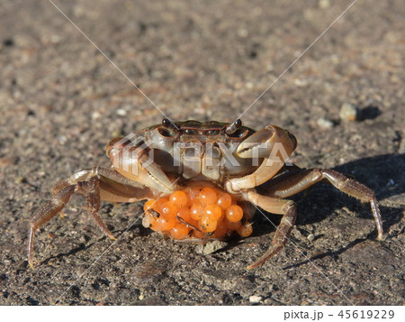 子持ちサワガニ ( 2018年8月夏 岐阜県郡上市 ) 子持ちサワガニ ( 2018年8月夏 岐阜県郡上市 ) 45619229
