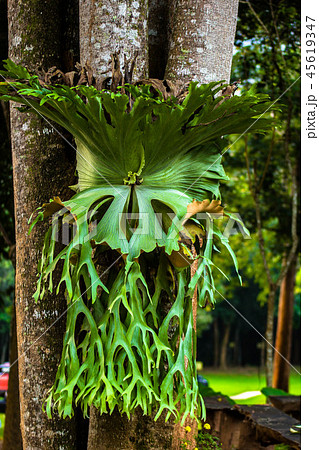 big Staghorn Fern big Staghorn Fern 45619347