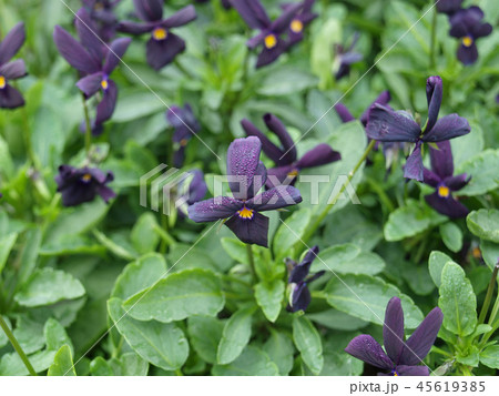 黒いビオラ　黒燕 45619385