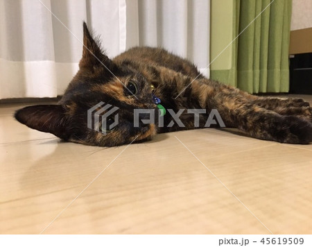 猫の日常 猫の日常 45619509